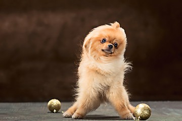 Image showing Spitz-dog in studio on a neutral background