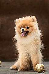 Image showing Spitz-dog in studio on a neutral background
