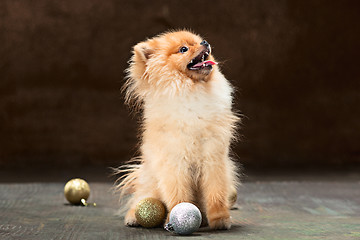 Image showing Spitz-dog in studio on a neutral background