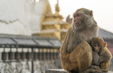 Image showing Sacred monkeys in Swayabunath temple in Kathmandu