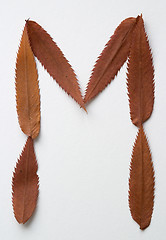 Image showing M letter: alphabet and numbers with autumn brown red dry leaf on white background