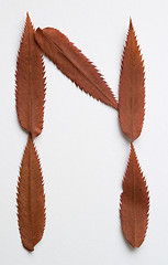 Image showing N letter: alphabet and numbers with autumn brown red dry leaf on white background