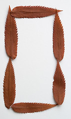 Image showing O letter: alphabet and numbers with autumn brown red dry leaf on white background