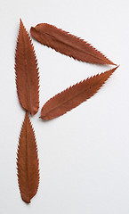 Image showing P letter: alphabet and numbers with autumn brown red dry leaf on white background