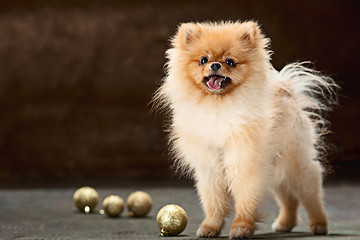 Image showing Spitz-dog in studio on a neutral background