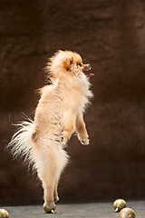 Image showing Spitz-dog in studio on a neutral background