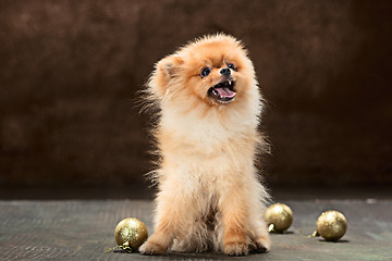 Image showing Spitz-dog in studio on a neutral background