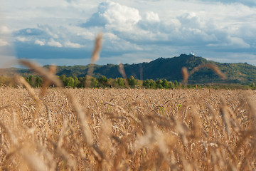 Image showing wheat field on sunset