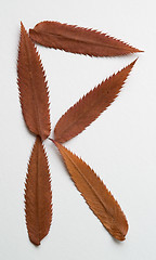 Image showing R letter: alphabet and numbers with autumn brown red dry leaf on white background