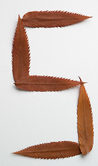 Image showing S letter: alphabet and numbers with autumn brown red dry leaf on white background