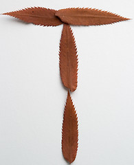 Image showing T letter: alphabet and numbers with autumn brown red dry leaf on white background