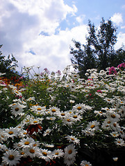 Image showing Flowers