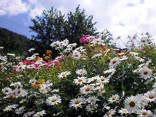 Image showing Flowers