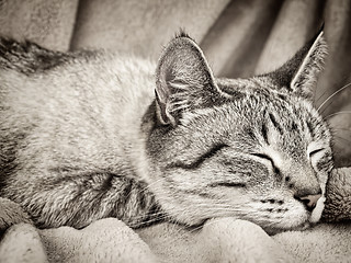 Image showing Sleeping cat