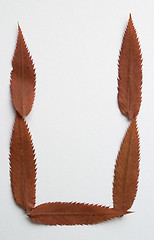 Image showing U letter: alphabet and numbers with autumn brown red dry leaf on white background