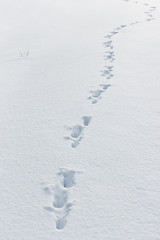 Image showing Snow Background With Traces