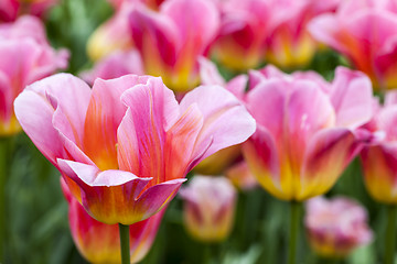 Image showing Filed of Tulips