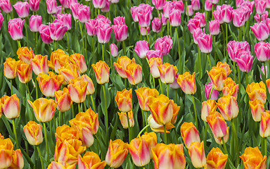 Image showing Filed of Tulips