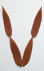 Image showing V letter: alphabet and numbers with autumn brown red dry leaf on white background