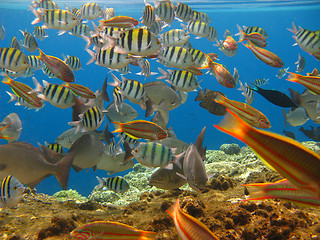 Image showing Tropical fishes