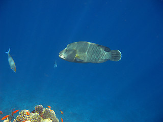 Image showing Napoleon wrasse