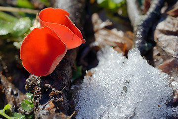 Image showing Aleuria aurantia fungus