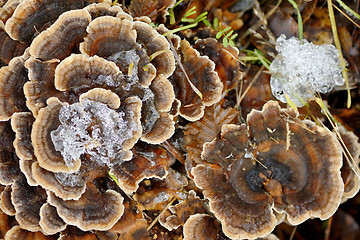 Image showing Grifola frondosa mushroom in forest 