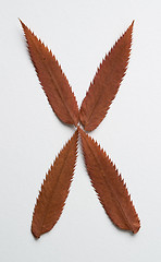 Image showing X letter: alphabet and numbers with autumn brown red dry leaf on white background