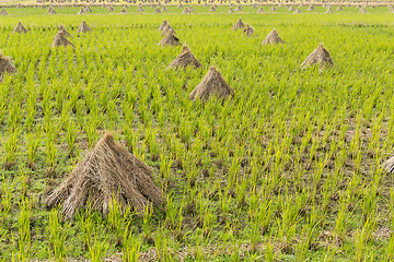 Image showing Rice field