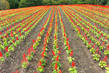 Image showing Salvia field