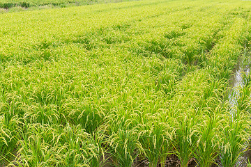 Image showing Fresh Paddy rice field