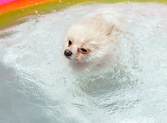 Image showing White pomeranian dog shakes off water when swimming