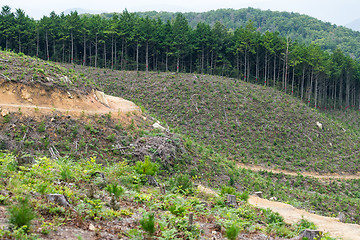 Image showing Forest and field