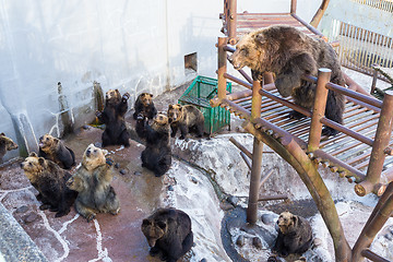 Image showing Brown bear