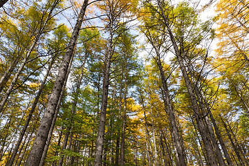 Image showing Autumn forest landscape