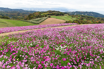 Image showing Cosmos flower farm