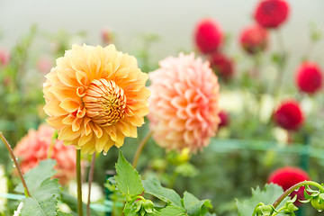 Image showing Chrysanthemum field