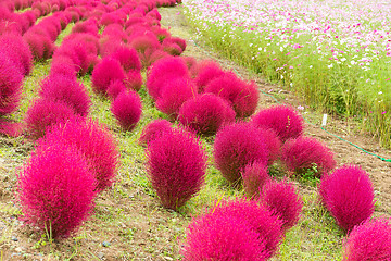 Image showing Red Bassia scoparia and cosmo flower