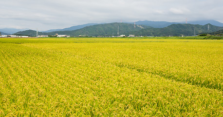 Image showing Paddy rice field