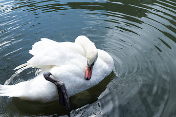 Image showing Swan swimming in pool