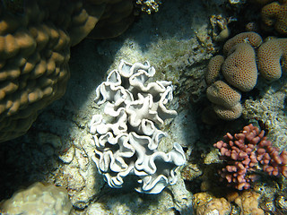 Image showing White coral