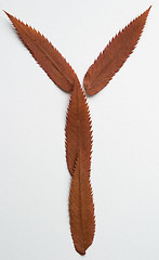 Image showing Y letter: alphabet and numbers with autumn brown red dry leaf on white background