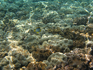 Image showing Coral reef