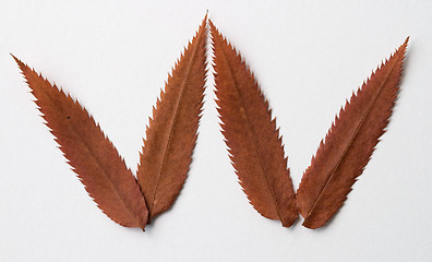 Image showing W letter: alphabet and numbers with autumn brown red dry leaf on white background