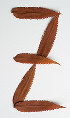 Image showing Z letter: alphabet and numbers with autumn brown red dry leaf on white background