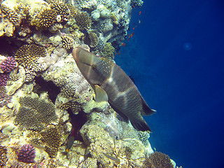 Image showing Napoleon fish