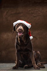 Image showing The black labrador retriever sitting with gifts on Christmas Santa hat