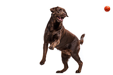 Image showing The black Labrador dog playing with ball isolated on white