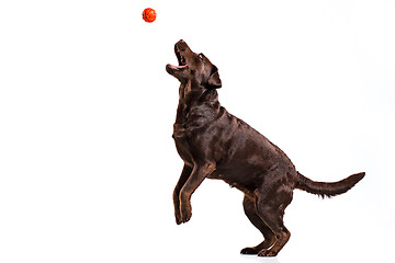 Image showing The black Labrador dog playing with ball isolated on white