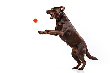 Image showing The black Labrador dog playing with ball isolated on white